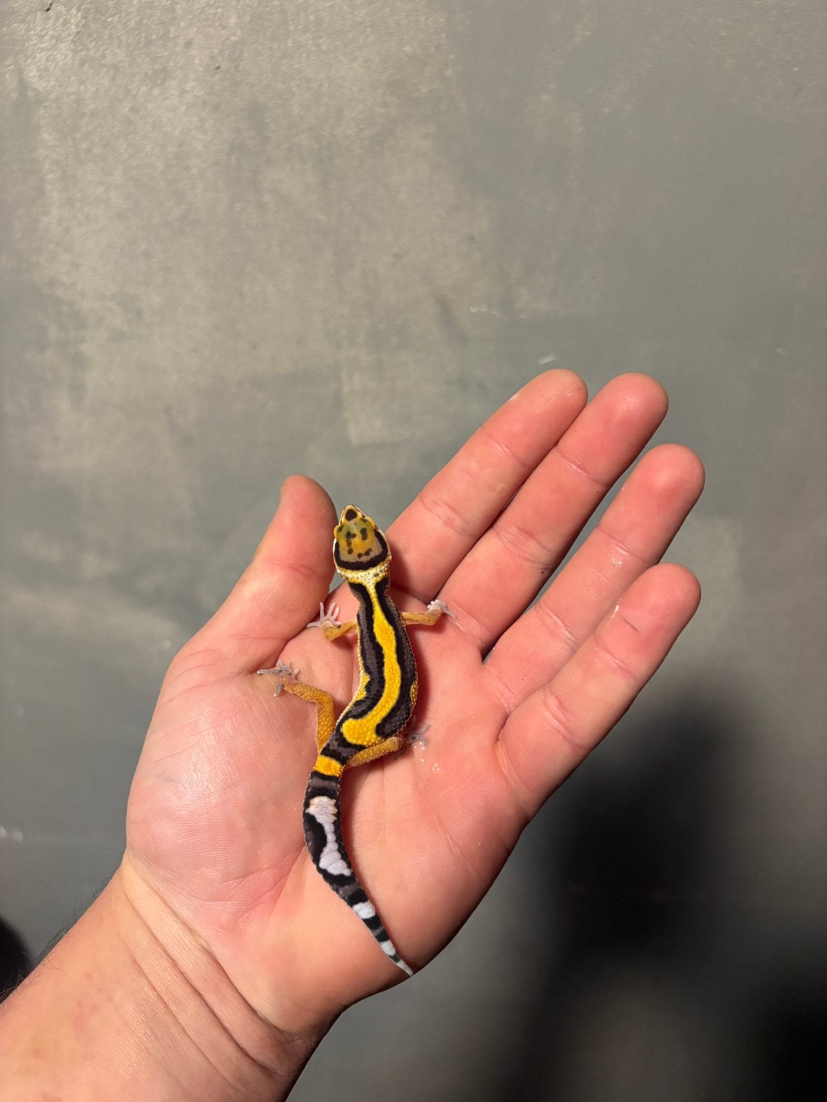 0.1 firebold cross luipaardgekko, Dieren en Toebehoren, Hagedis, 0 tot 2 jaar