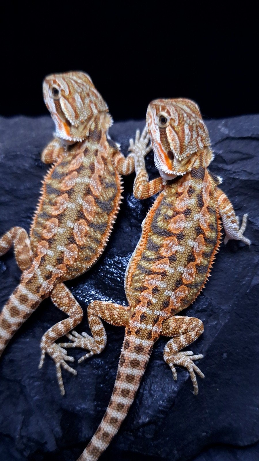 50% Red Monster Tiger Triple het. Baardagaam €150 op=op, Hagedis, 0 tot 2 jaar