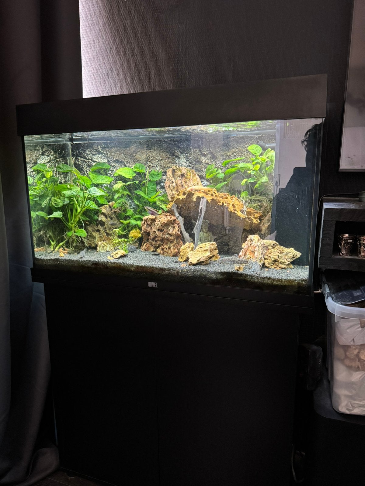 Mooie rio 125 met onderkast, Ophalen, Inclusief planten, Juwel, Gevuld zoetwateraquarium