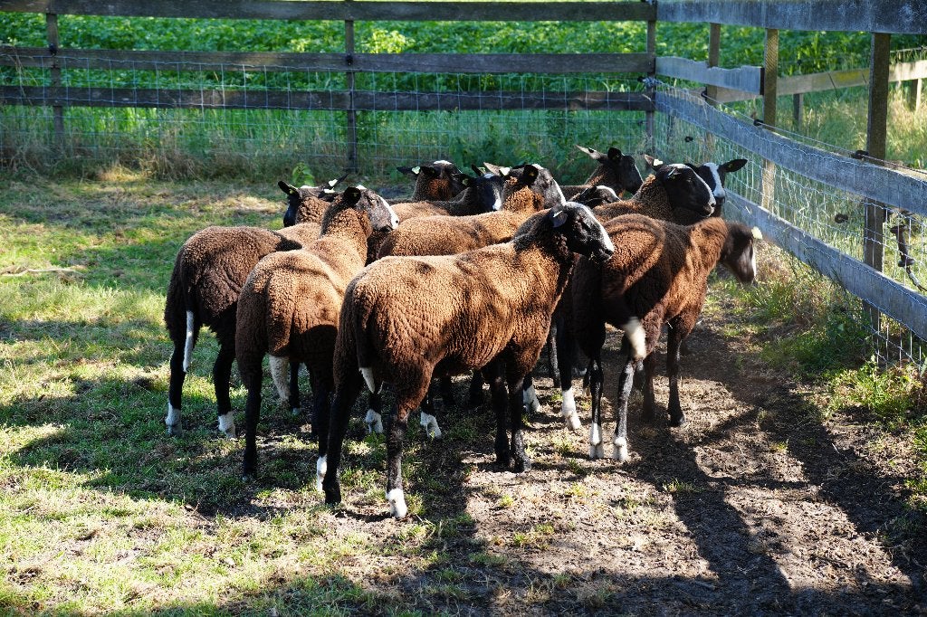 NZS Zwartbles Fokschapen, Meerdere dieren, Schaap, 0 tot 2 jaar