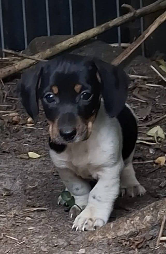 Prachtige teckel pup reu zwartbont, Parvo, Standaard, 8 tot 15 weken, Korthaar