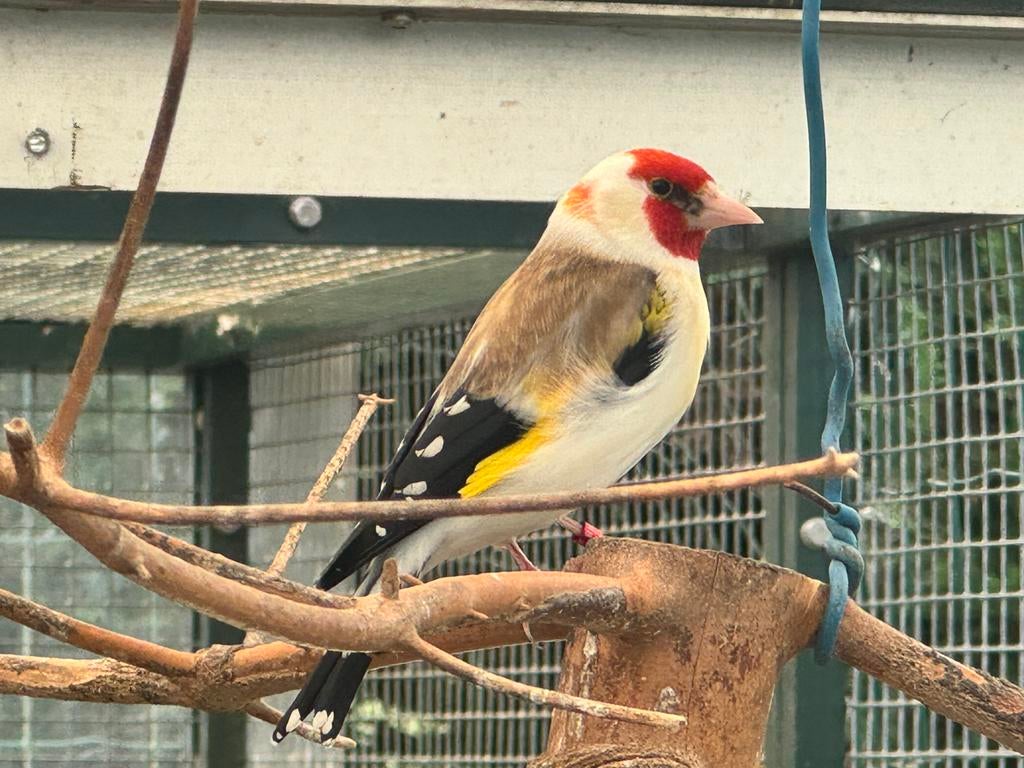 Mooie witkopman 2024 putter, Dieren en Toebehoren, Vogels | Overige Vogels, Mannelijk, Geringd