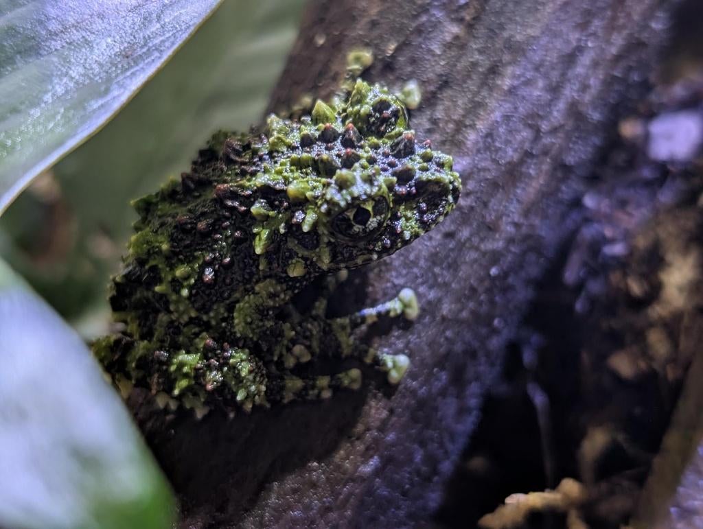 Dendrobates, Phyllobates en meer!, Dieren en Toebehoren, Amfibie, 0 tot 2 jaar