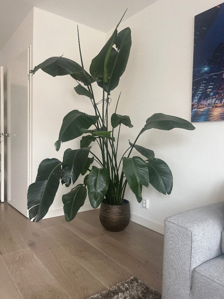 Strelitzia Nicolai, Huis en Inrichting, Ophalen, 200 cm of meer, Overige soorten, Halfschaduw