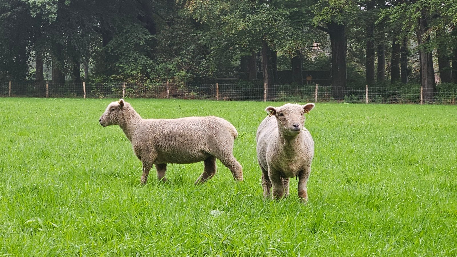babydoll southdown schaapjes, Meerdere dieren, Schaap