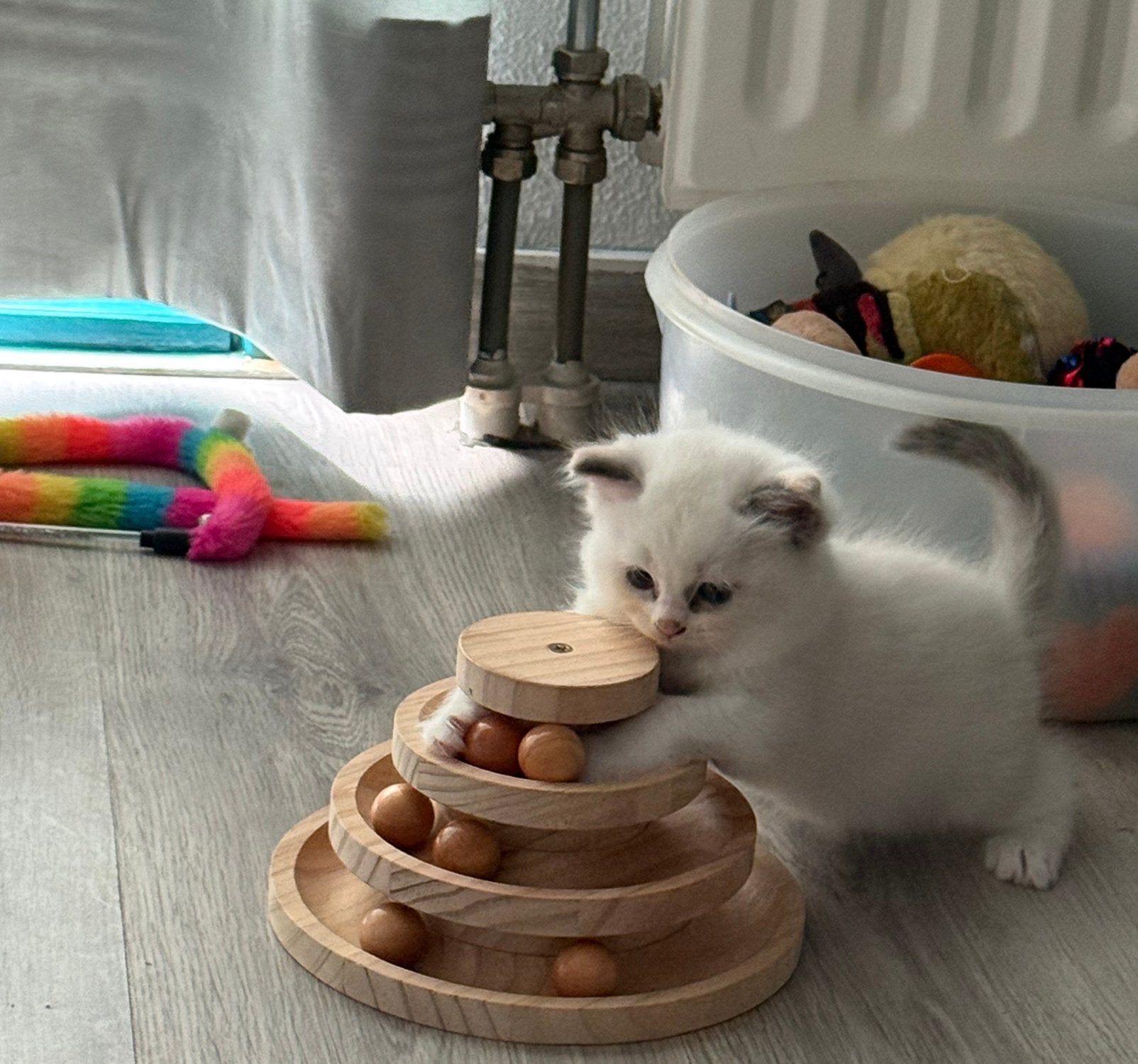 Prachtige Ragdoll kittens met stamboom te koop, Meerdere dieren, Met stamboom, 0 tot 2 jaar