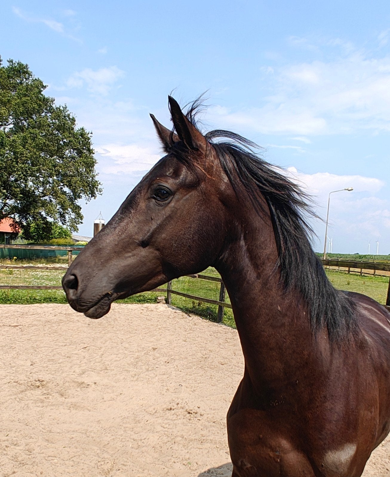Prachtige veelbelovende zwarte ruin van 4 jaar!, Met stamboom, Ruin, Dressuurpaard, 3 tot 6 jaar