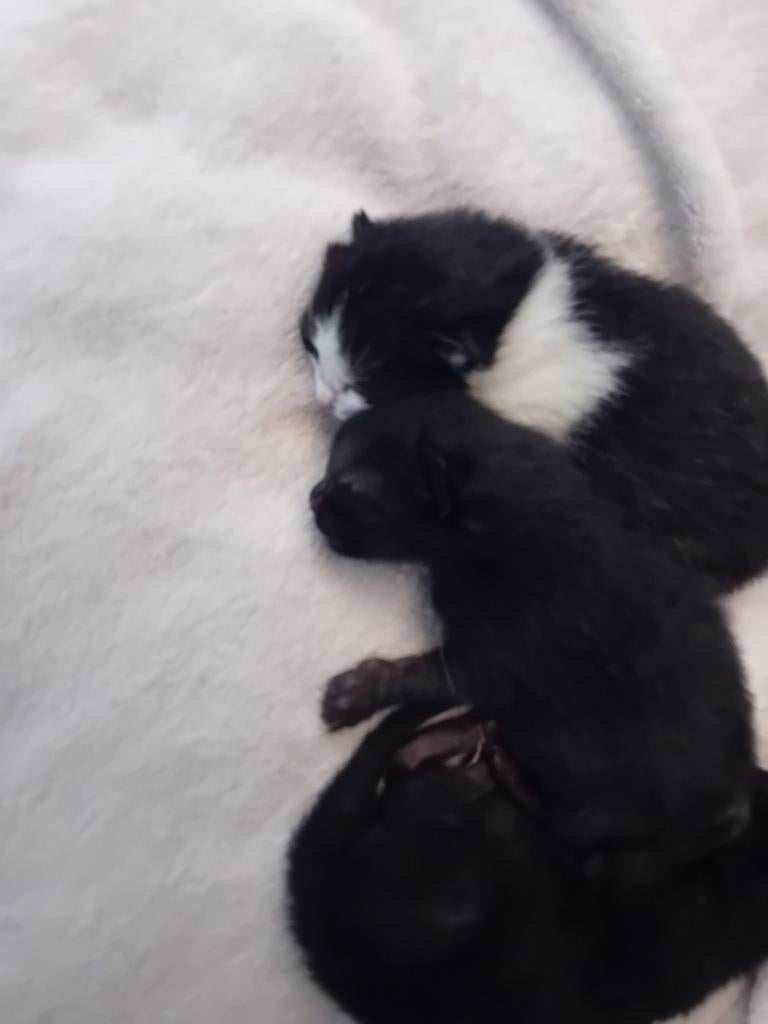 Kittens, Dieren en Toebehoren, Katten en Kittens | Overige Katten, Poes