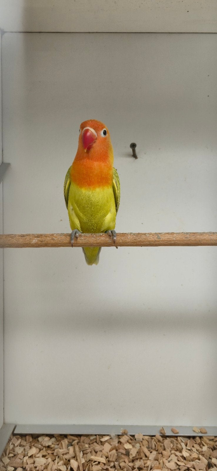 Groen dilute fischeri, Dwergpapegaai of Agapornis