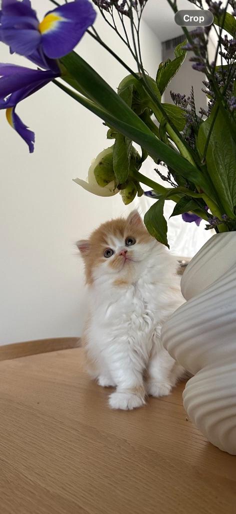 British Shorthair& Longhair Kittens – Champion Bloodline, Dieren en Toebehoren, Meerdere dieren, Met stamboom, 0 tot 2 jaar