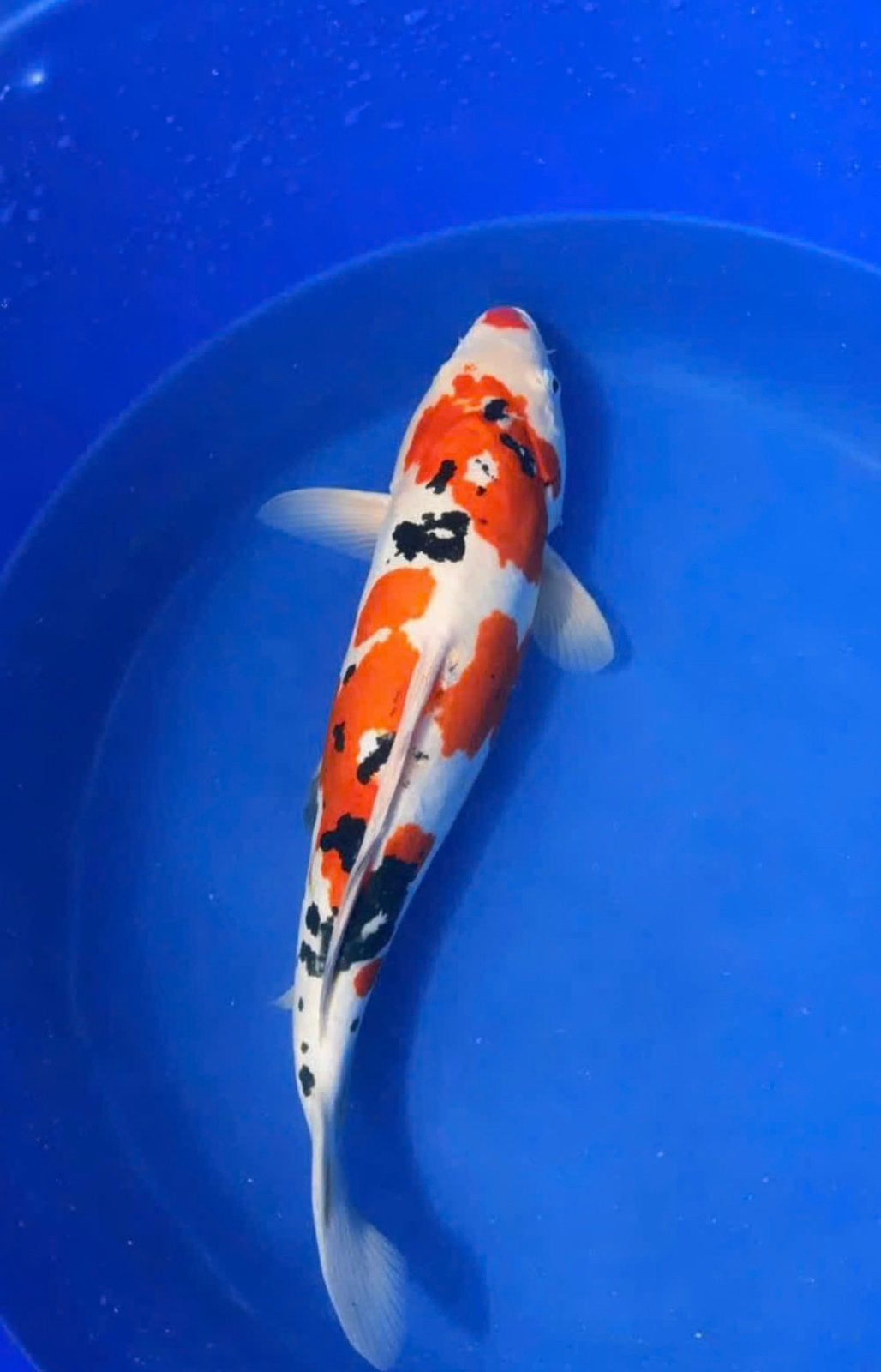 Japanse Doitsu Sanke Nisai 50cm – groeipotentie!, Dieren en Toebehoren, Vissen | Vijvervissen, Karper of Koi