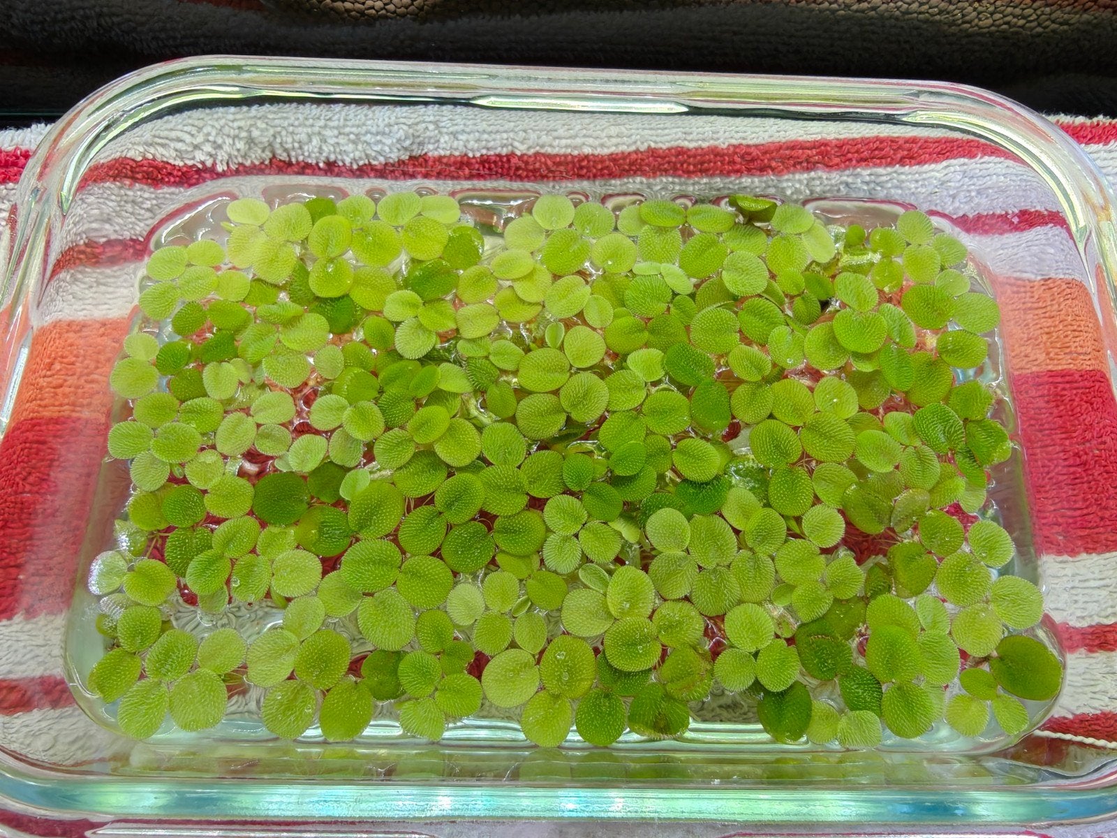 Salvinia Minima drijfplant aquarium, Ophalen, Decoratie