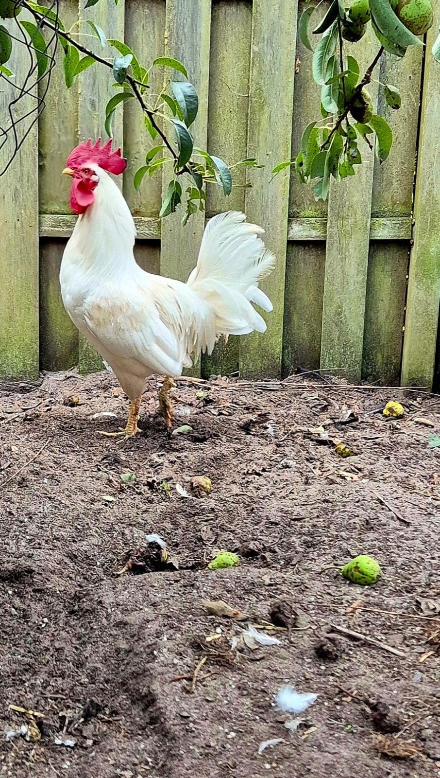 gratis Leghorn x Ayam Cemani haan, Dieren en Toebehoren, Mannelijk, Kip