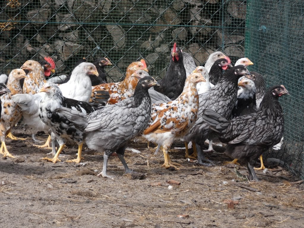 jonge hennen leghorns en andalusiers, Dieren en Toebehoren, Meerdere dieren, Kip