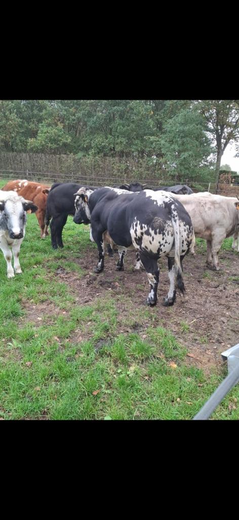 2 dragende dikbilvaarzen, Dieren en Toebehoren, Runderen, Vrouwelijk