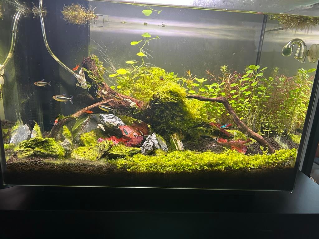 Superfish quadro 70 pro met inhoud, Ophalen, Zo goed als nieuw, Gevuld zoetwateraquarium