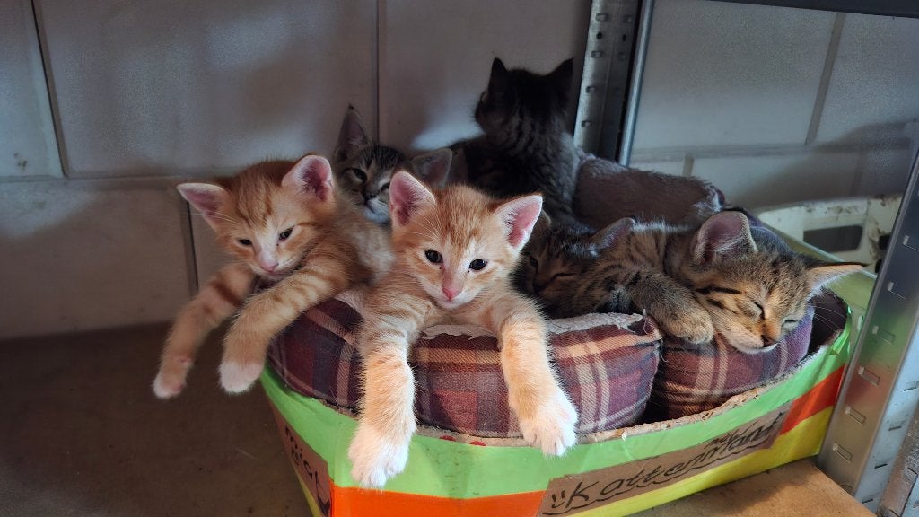 Sociale lieve knuffel kittens, Dieren en Toebehoren, Meerdere dieren, Kortharig, 0 tot 2 jaar