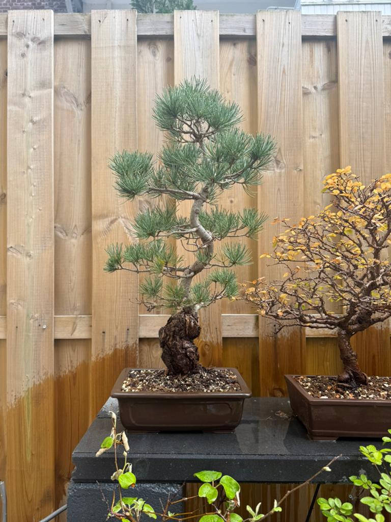 Bonsai bomen te koop collectie, Tuin en Terras, Planten | Bomen, Bloeit niet, Overige soorten, Minder dan 100 cm, Ophalen