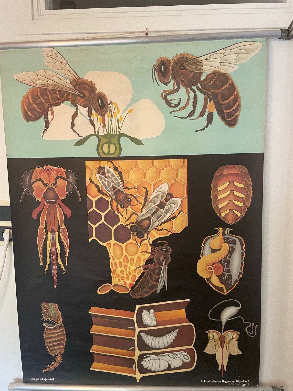 Schoolplaat Honingbij door Jung-Koch-Quentell, Antiek en Kunst, Antiek | Schoolplaten, Ophalen of Verzenden, Natuur en Biologie