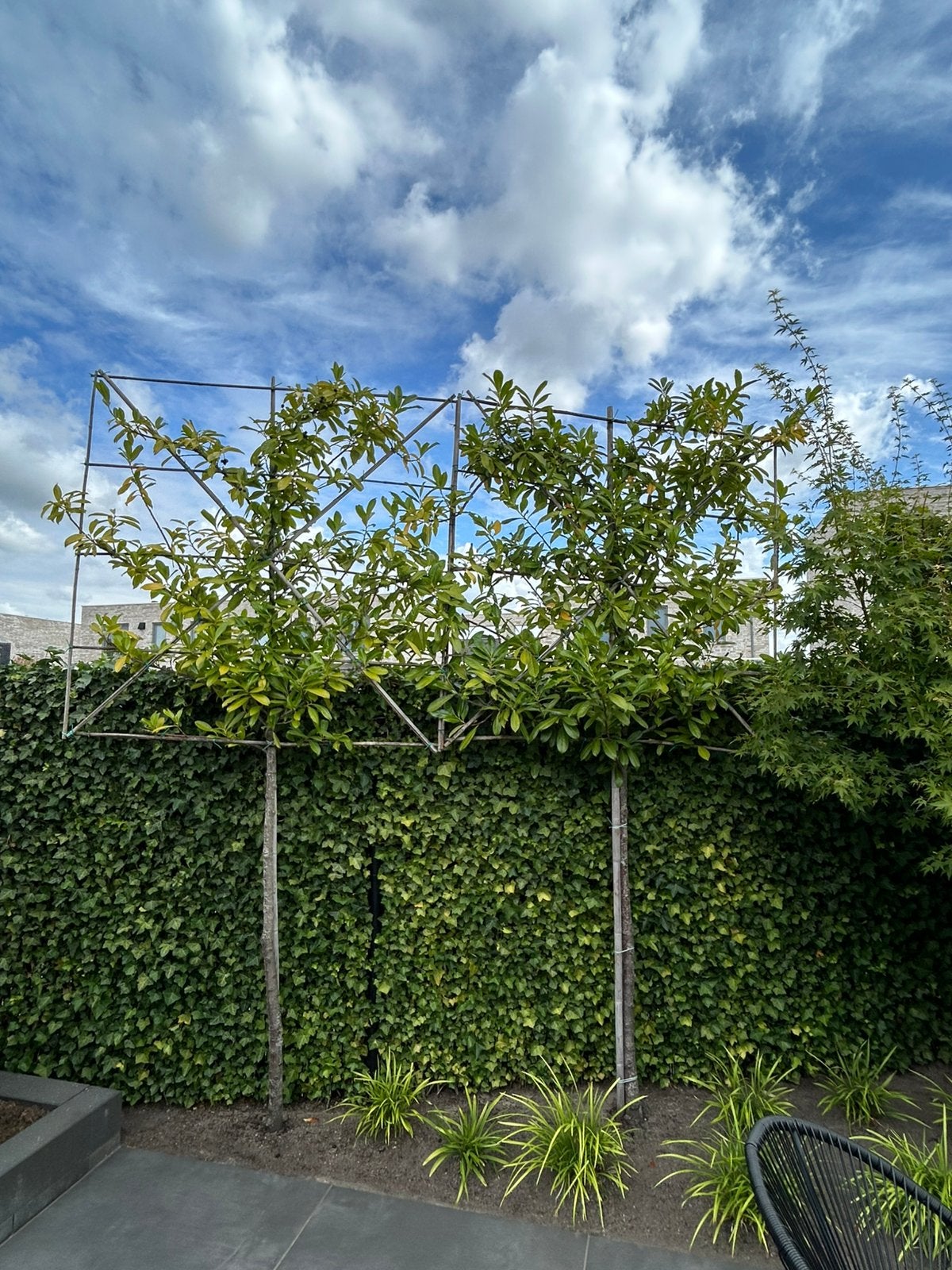 Prunus rotundifolia, Ophalen, Leiboom, Halfschaduw, Lente