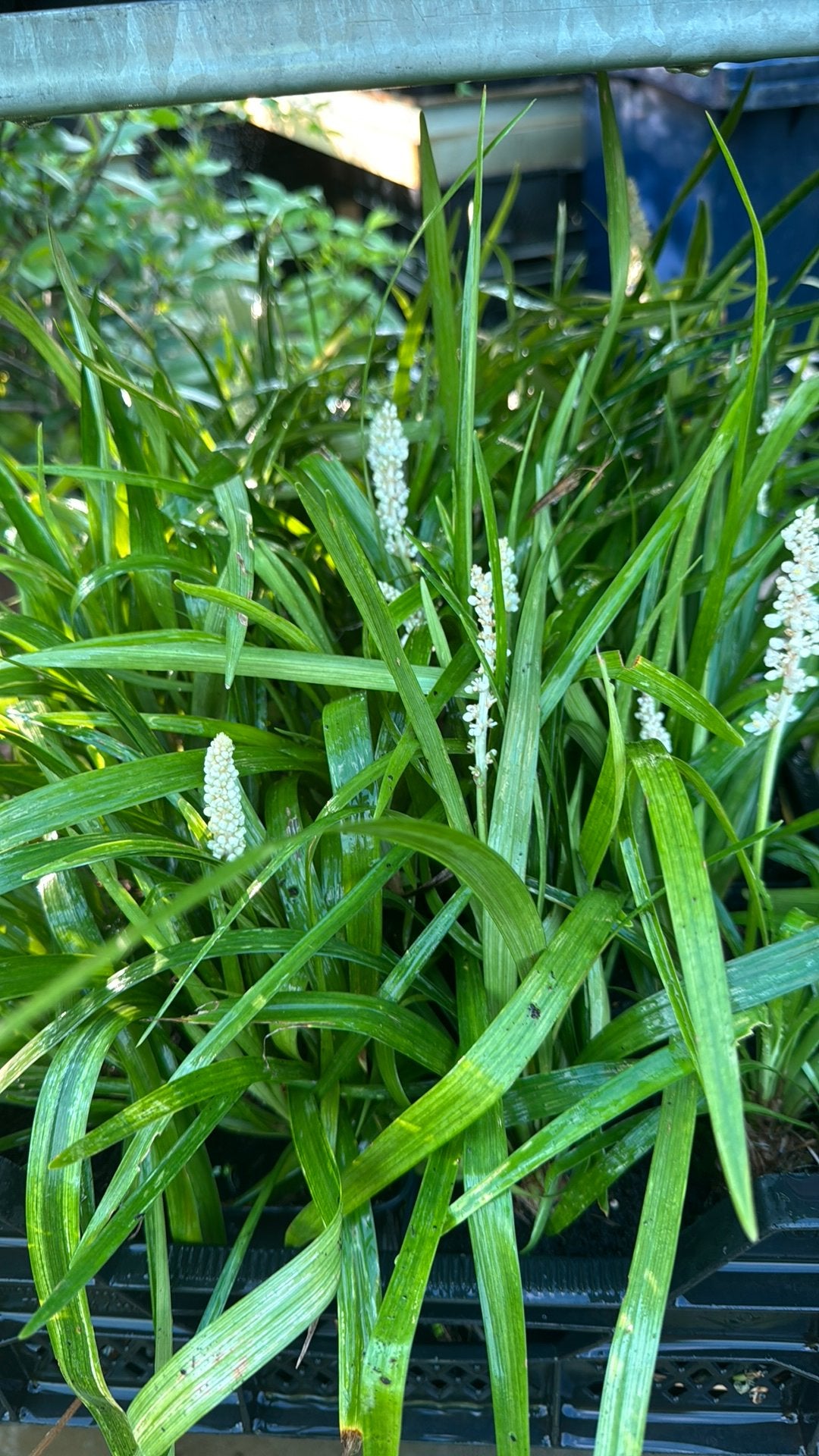 Liriope paars vanaf €1,50 en wit nu €3,00, Ophalen, Overige soorten, Volle zon