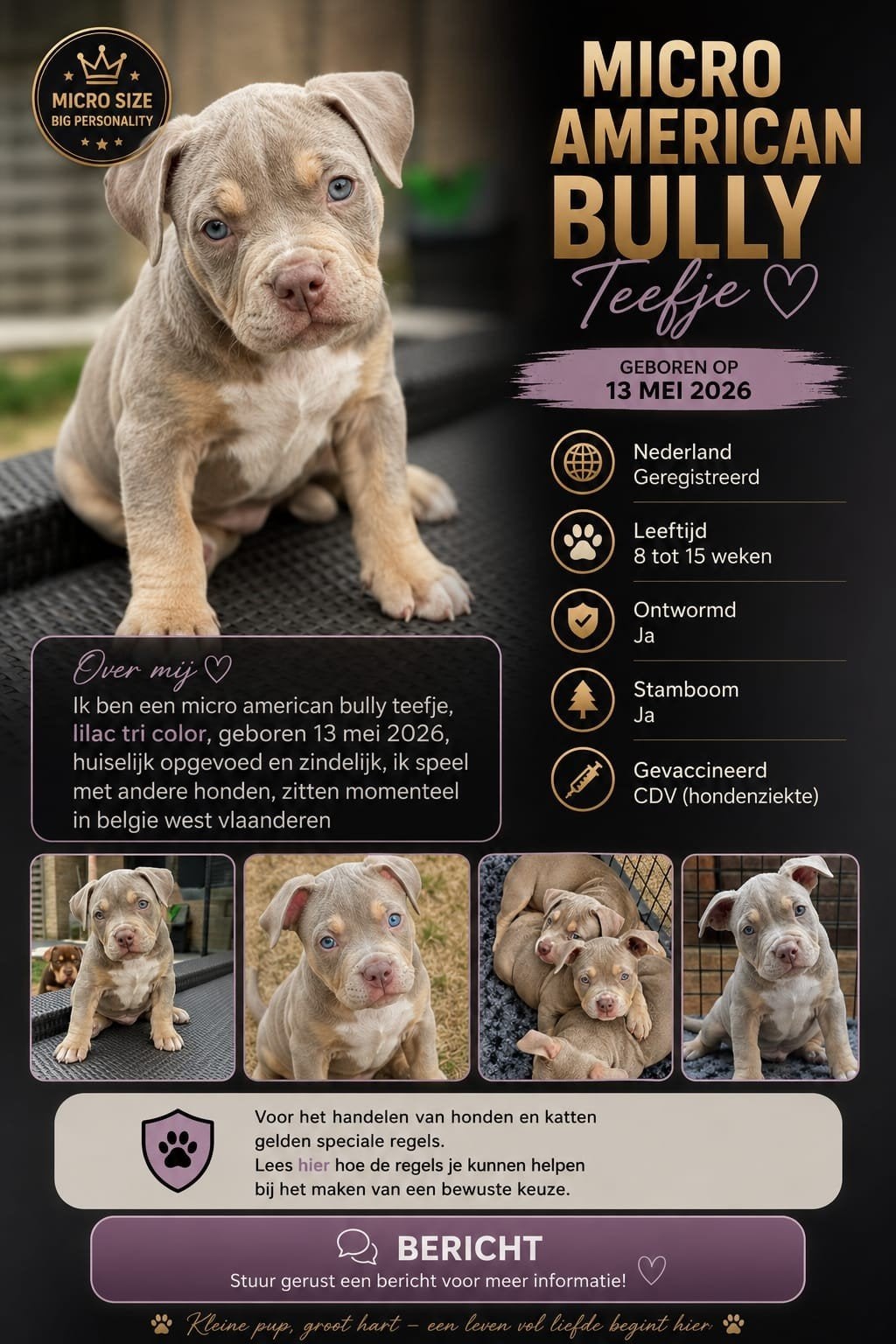 american bully lilac tri color, Parvo, 8 tot 15 weken, Teef, Eén hond
