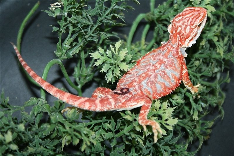Baardagamen Bearded Dragons Red Bleu-tiger Hypo Trans Bearded Dragon photo 15