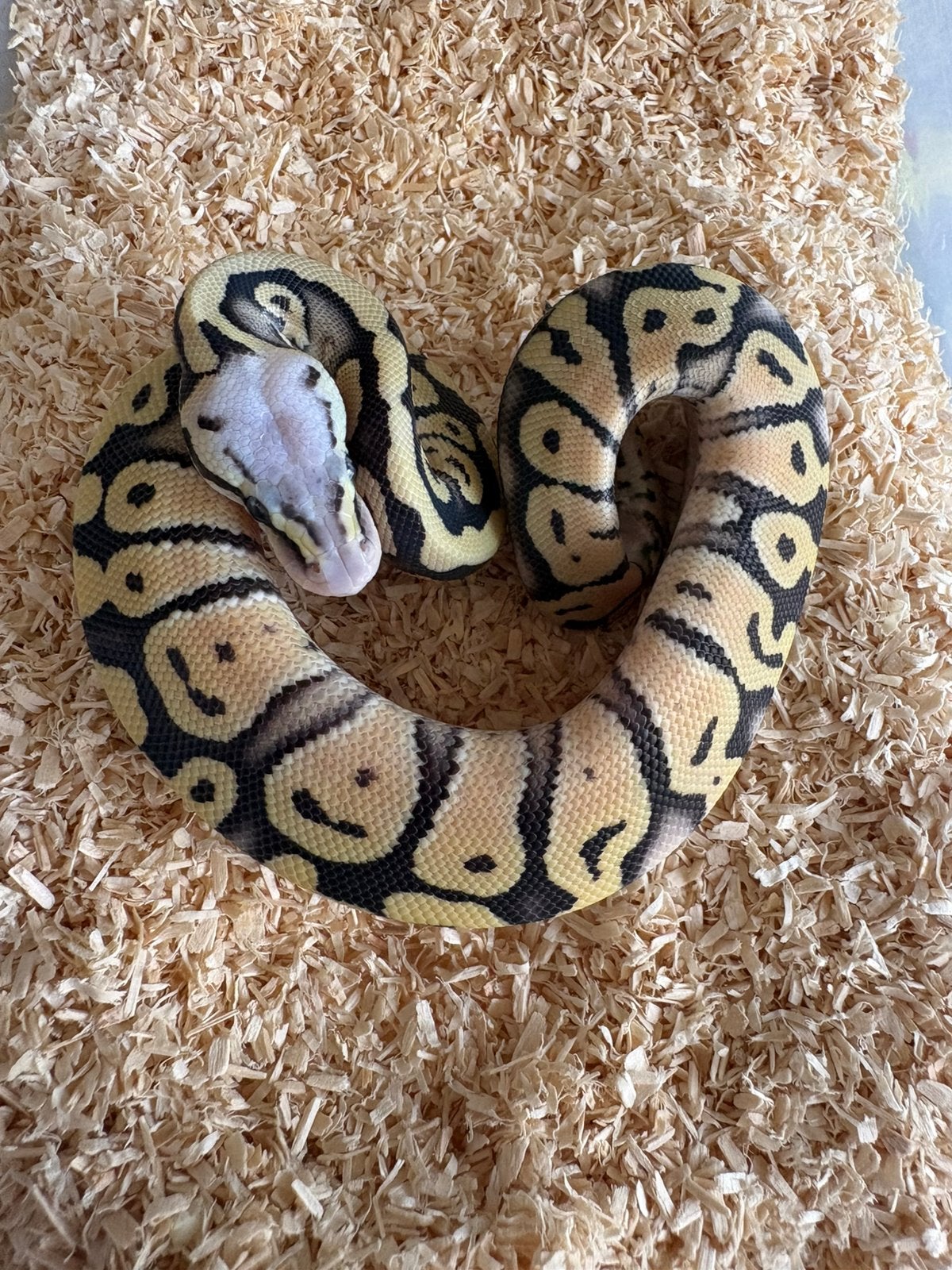 Super Pastel Desert Ghost man koningspython ballpythons, Dieren en Toebehoren, Slang, 0 tot 2 jaar