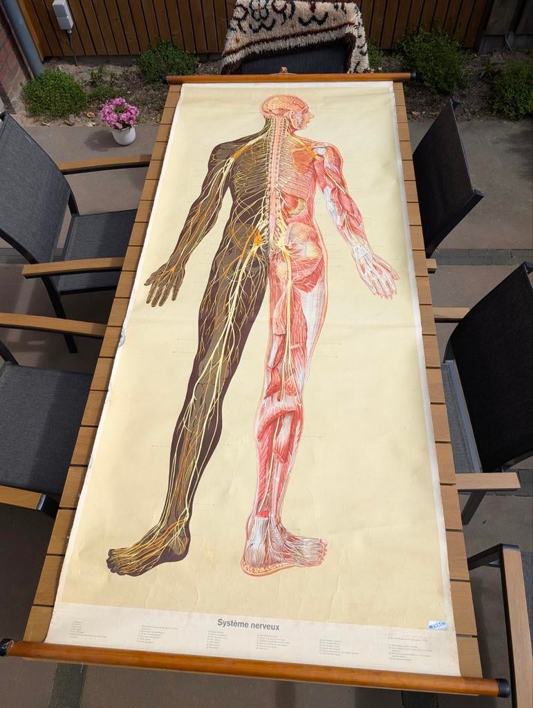 Vintage anatomische print op canvas - 1953, Antiek en Kunst, Antiek | Schoolplaten, Ophalen, Natuur en Biologie