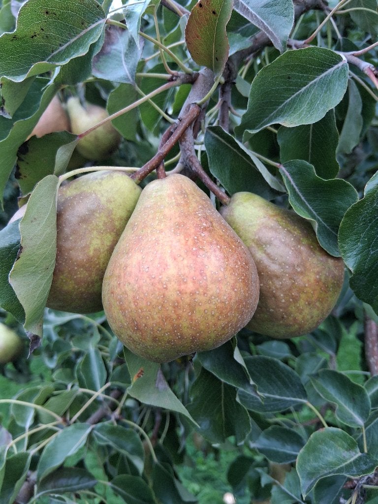Stoofperen Gieser Wildeman, Ophalen