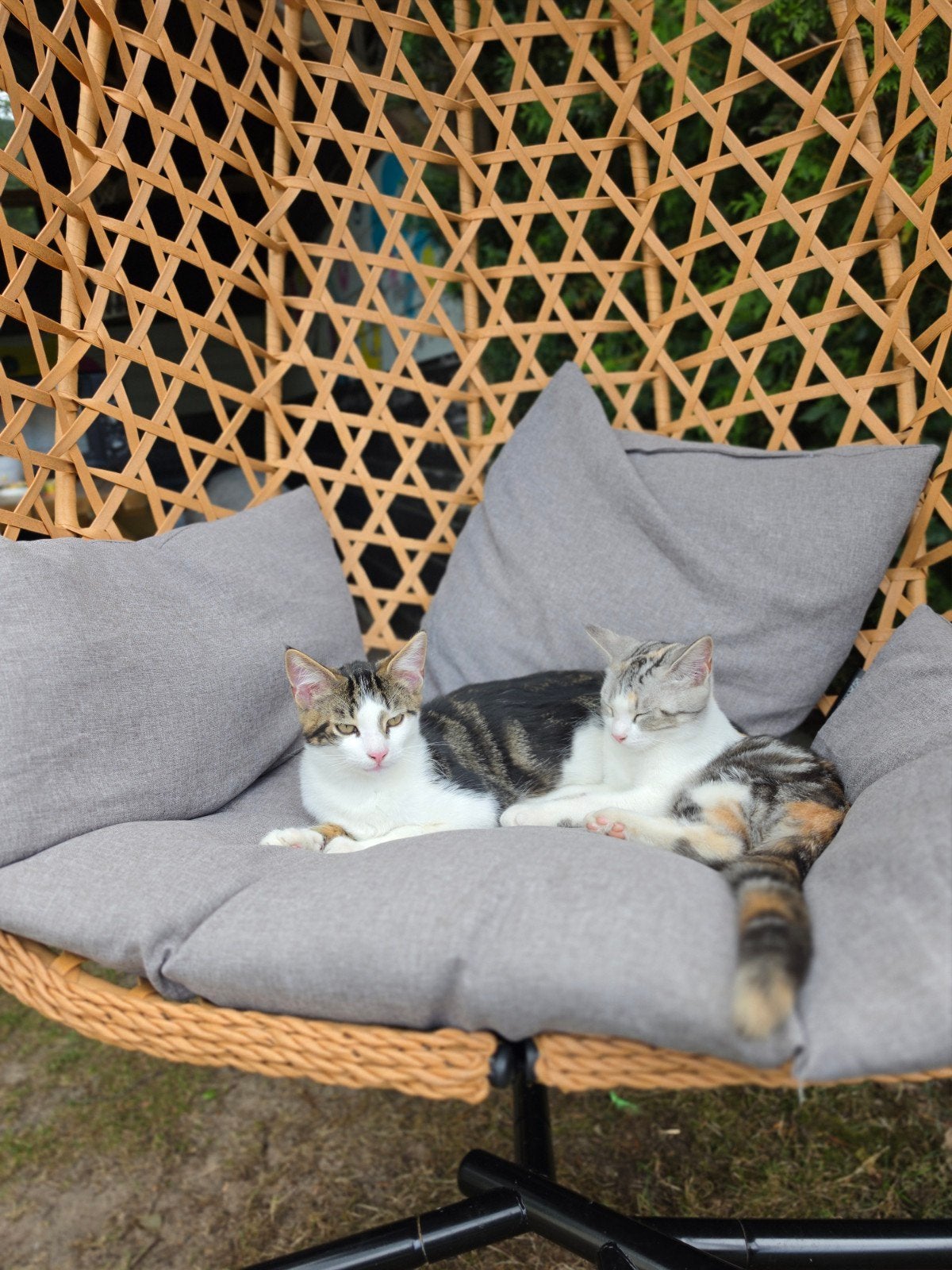 50% maine coon opzoek gouden mandje, Meerdere dieren, Kortharig, 0 tot 2 jaar