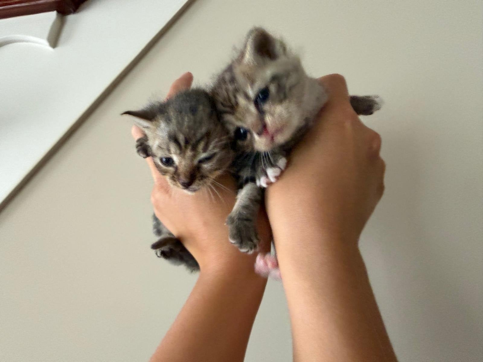 Kittens