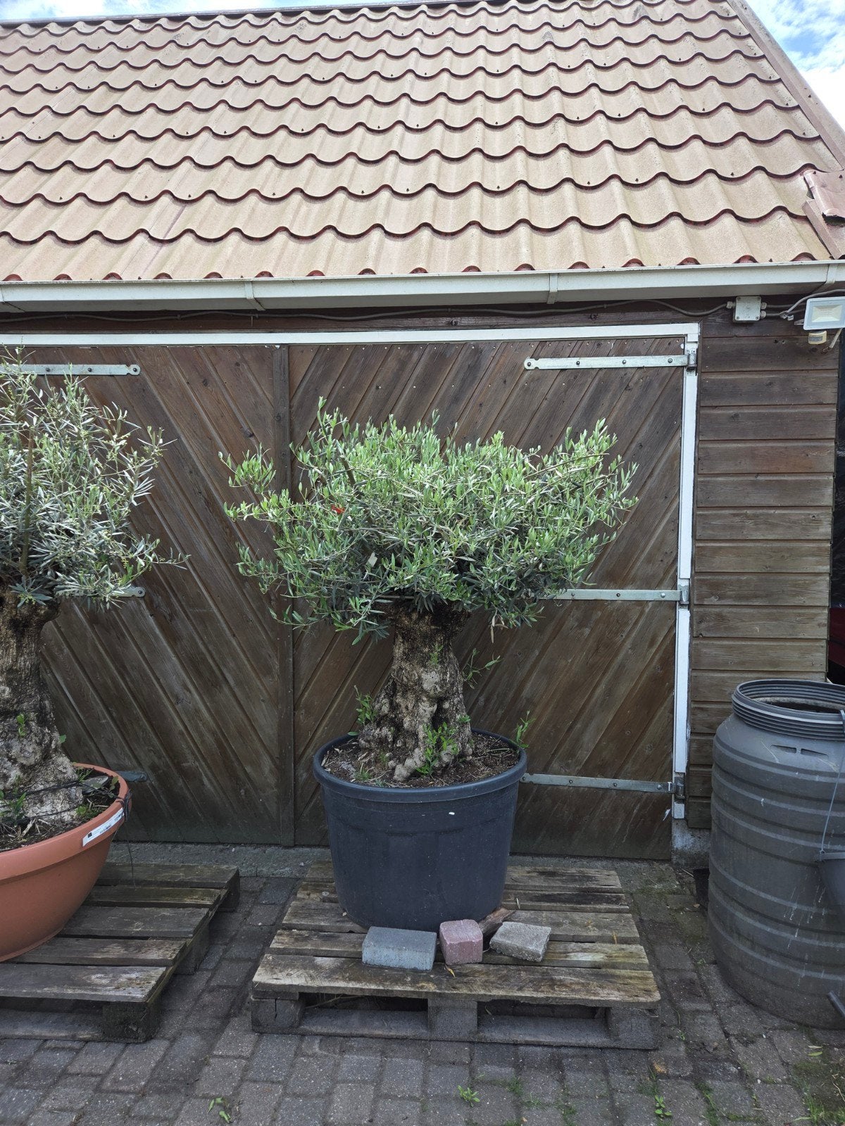 Prachtige winterharde Bonsai olijfboom - 95cm stam, Volle zon, Vaste plant, Lente, Ophalen