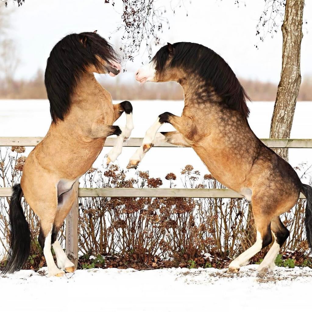 ## Prachtige Welsh A & Welsh NWR hengsten ter dekking! ##, Meerdere dieren