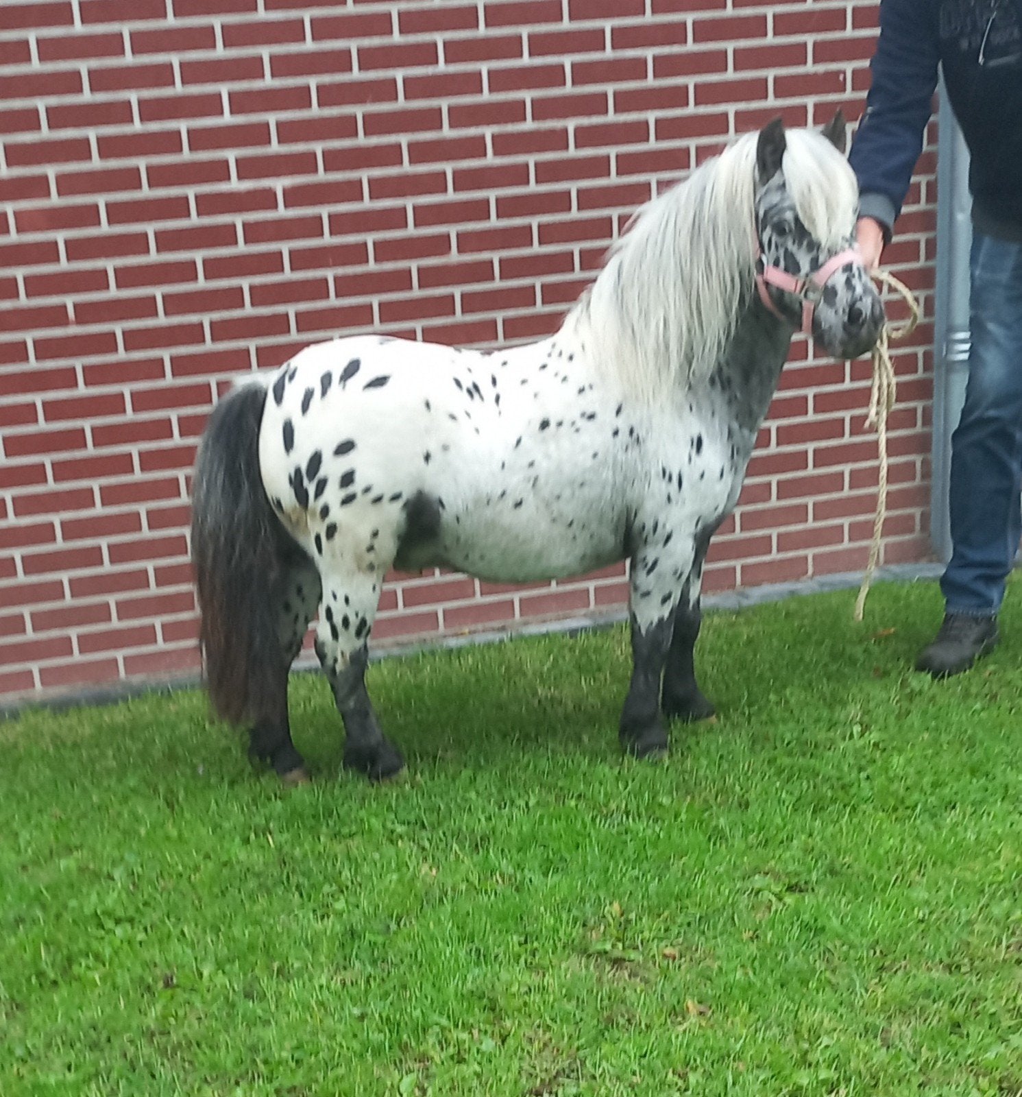 APPALOOSA HENGST/ ZWARTBONTE MERRIE'S., Meerdere dieren