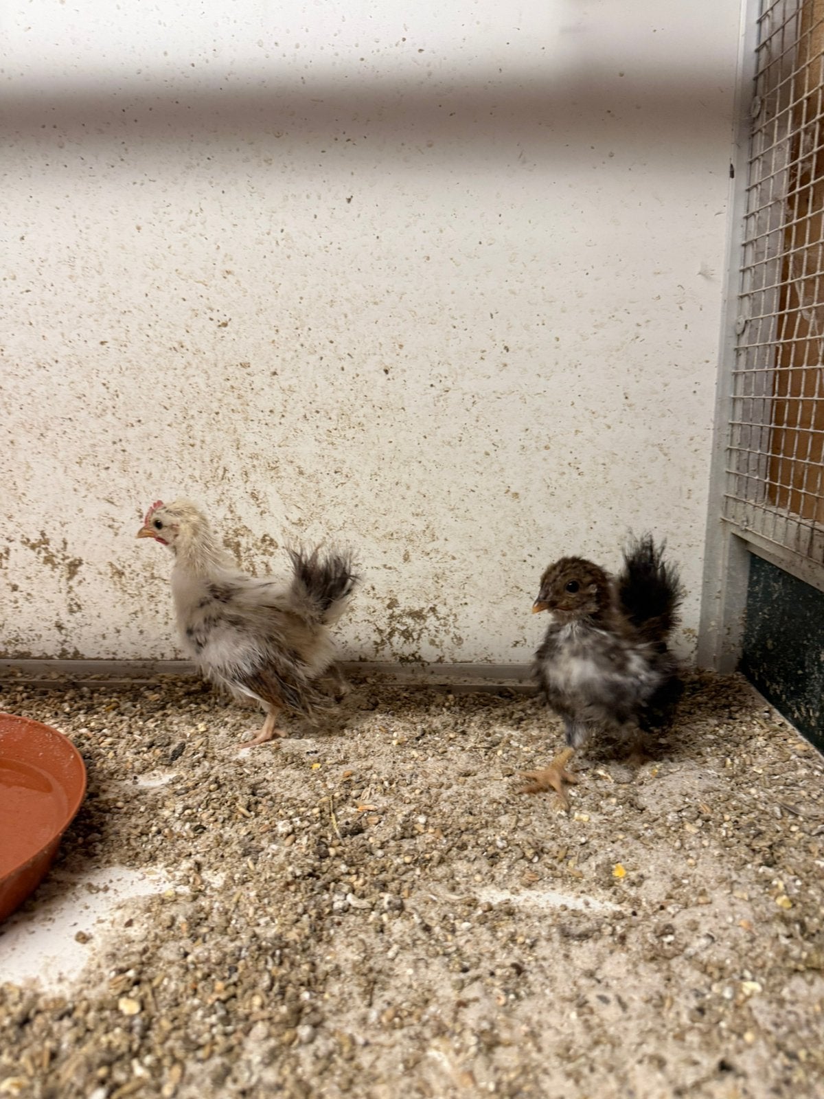 Jong koppel serama kippen, Dieren en Toebehoren, Pluimvee, Meerdere dieren, Kip