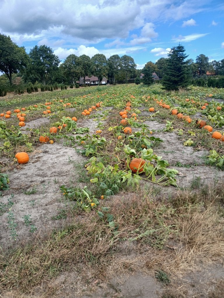 helloween pompoenen vanaf €1.00, Ophalen of Verzenden, Overige soorten, Volle zon