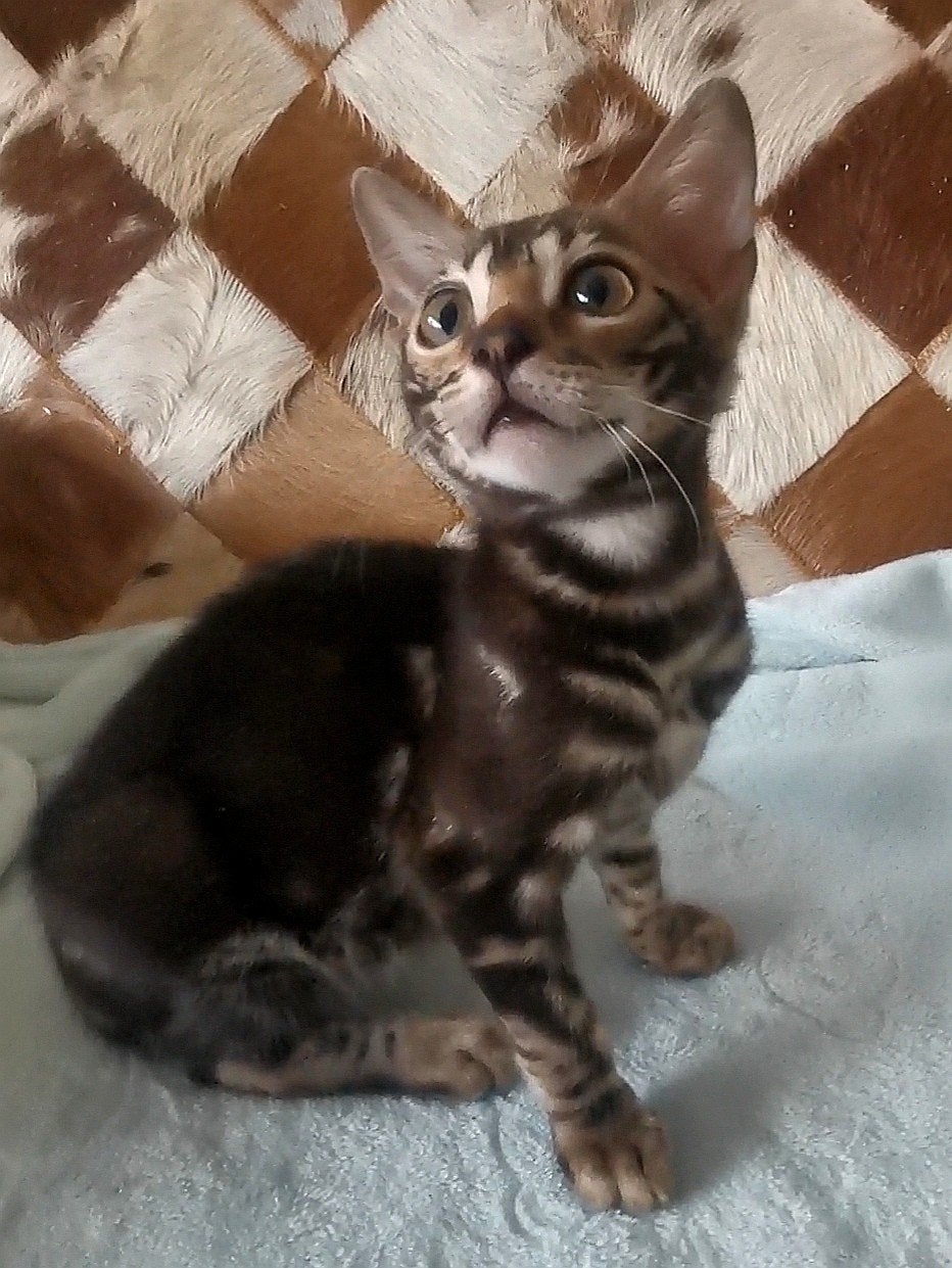 Lief Marbled Bengaal meisje mag verhuizen, Dieren en Toebehoren, Katten en Kittens | Raskatten | Korthaar, Poes, Ontwormd, 0 tot 2 jaar
