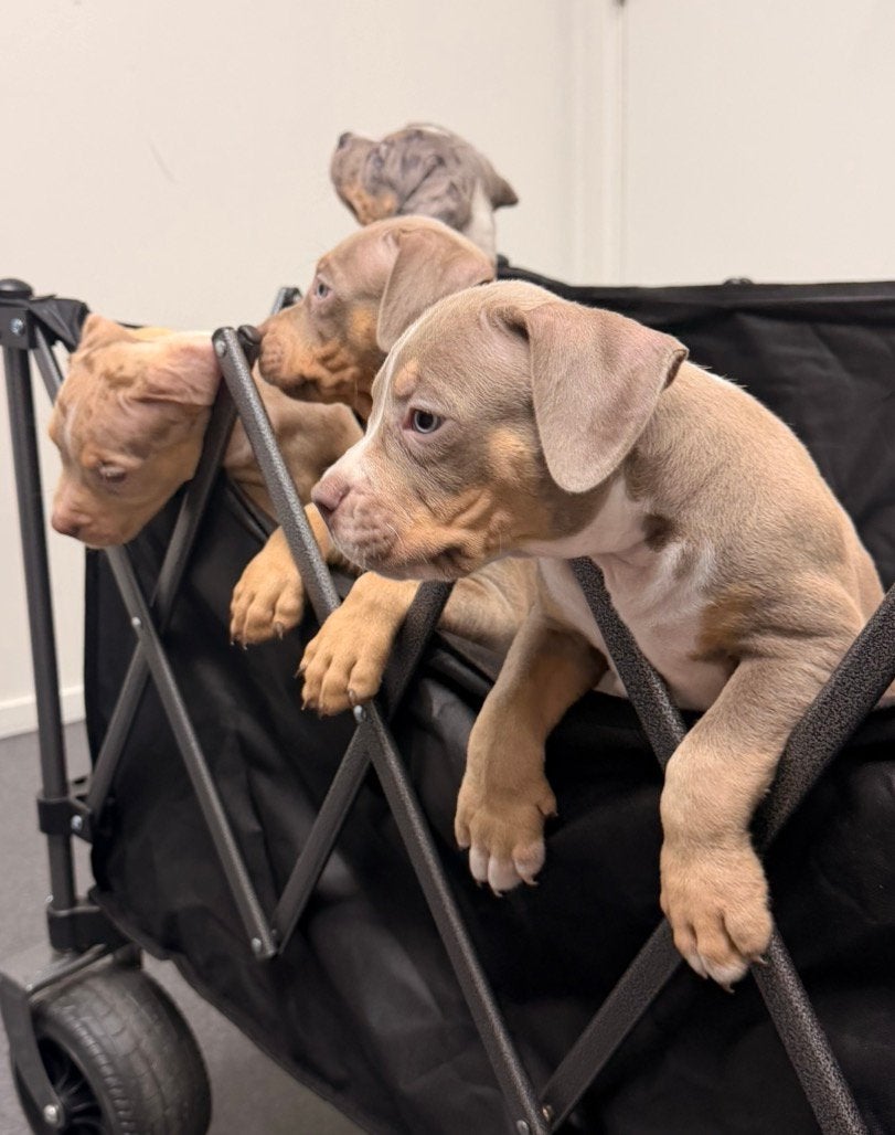 AMERICAN BULLY XL PUPPYS 24 JUNI GEBOREN, Dieren en Toebehoren, Honden | Bulldogs, Pinschers en Molossers, 8 tot 15 weken, Bulldog