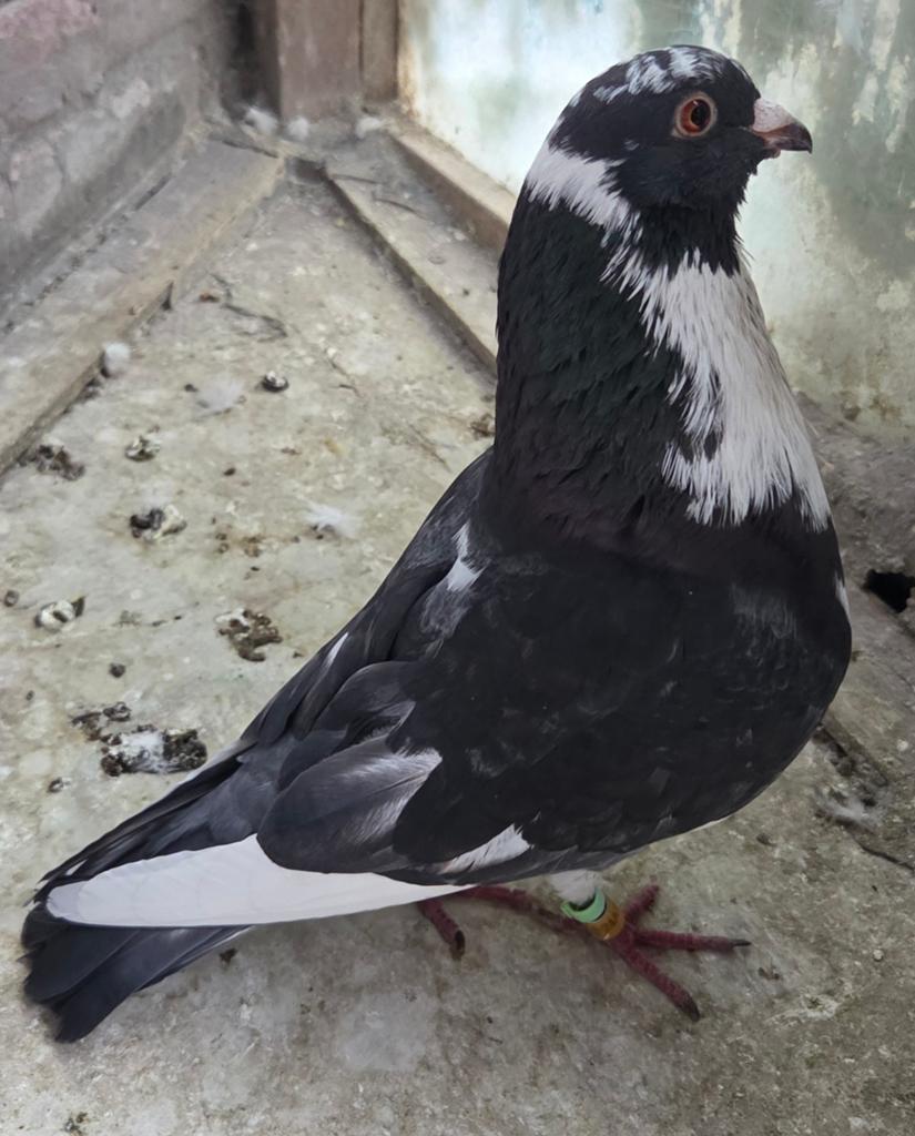 Mooie doffer, Dieren en Toebehoren, Vogels | Duiven, Mannelijk, Kropper