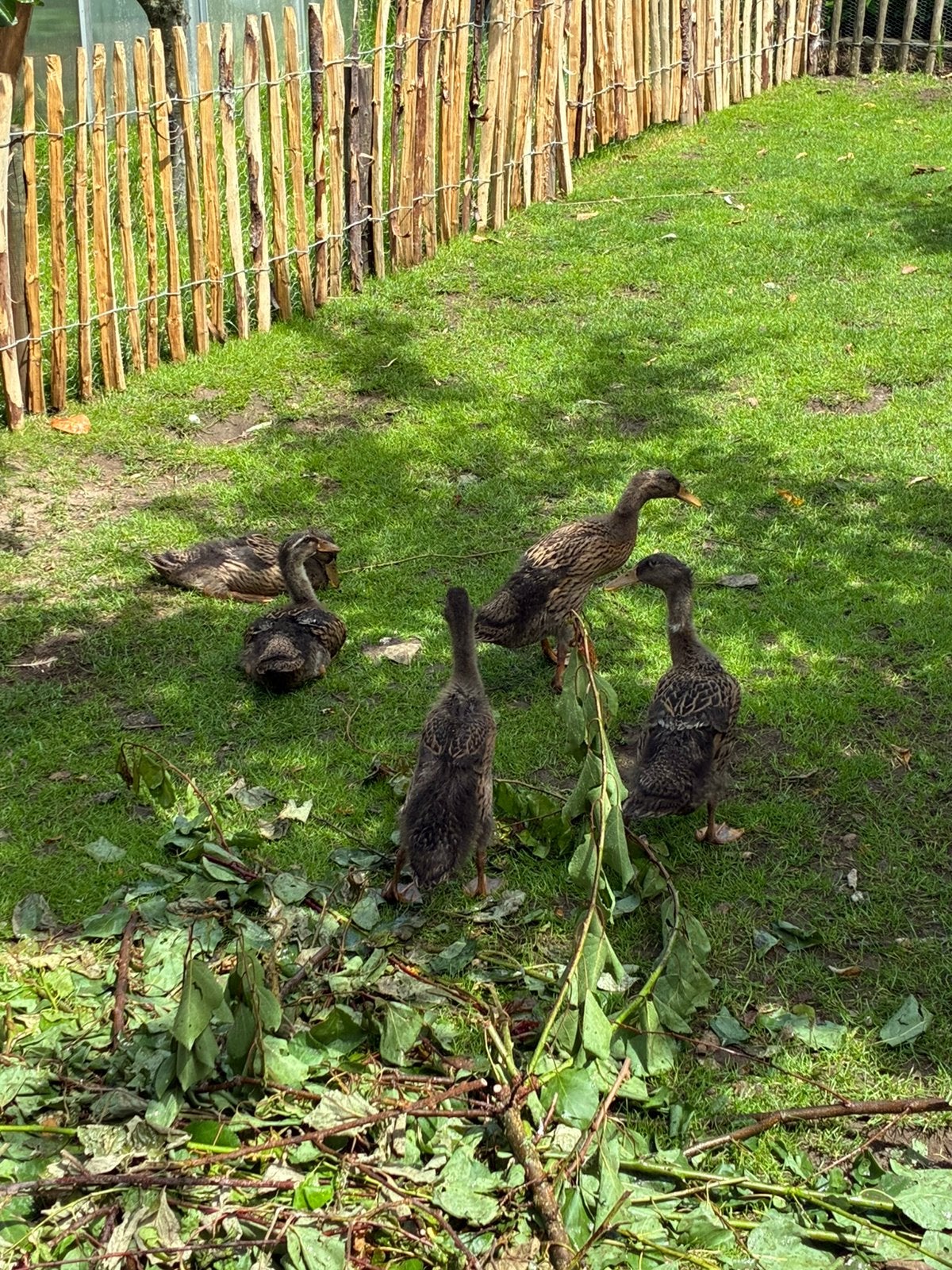Indische Loopeenden, flessen eend, loopeend, wild kleuren, Meerdere dieren, Eend