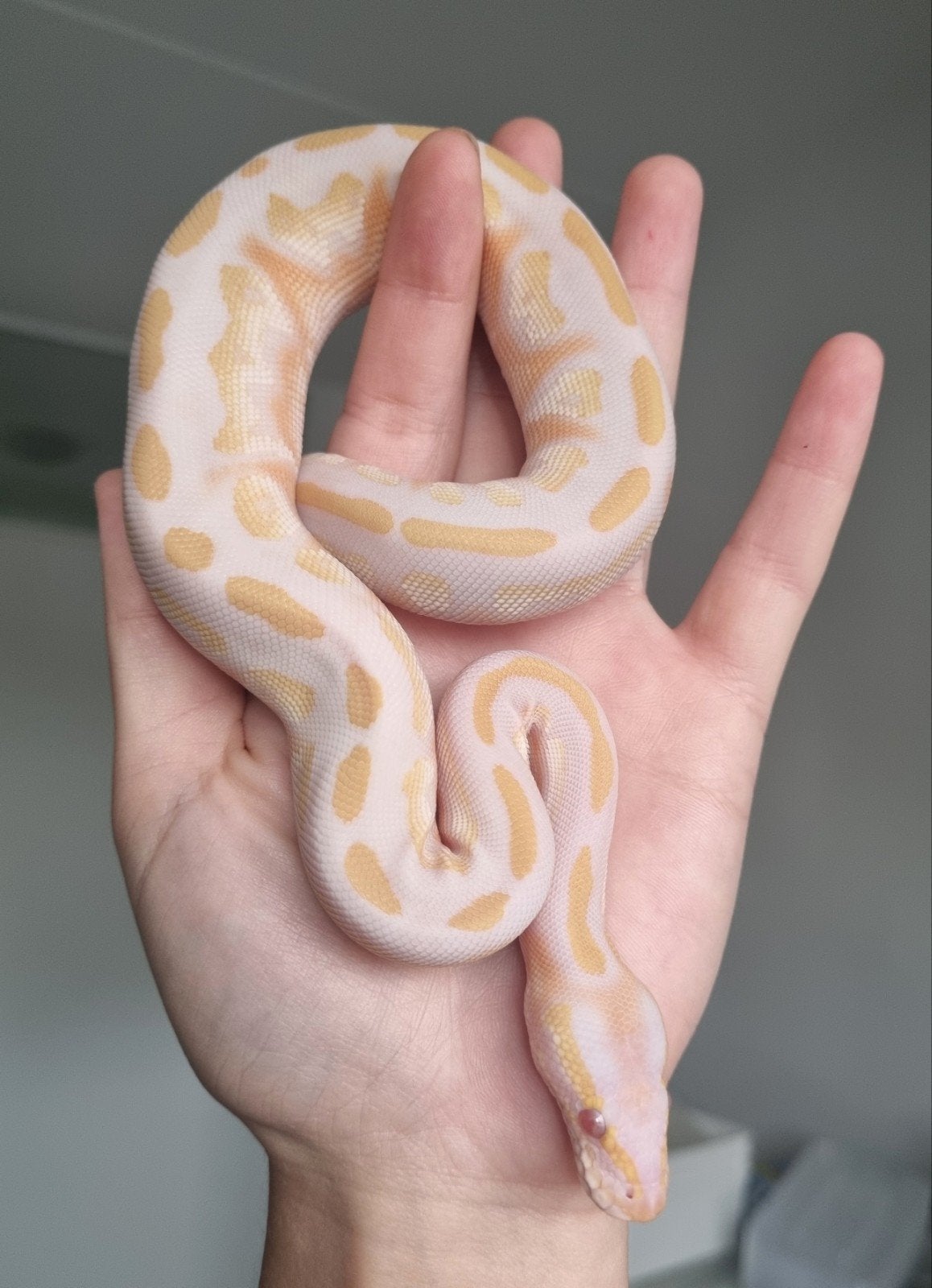 1.0 black head mojave lavender 66% het piebald Ball Python - male for sale from Rocking Reptiles