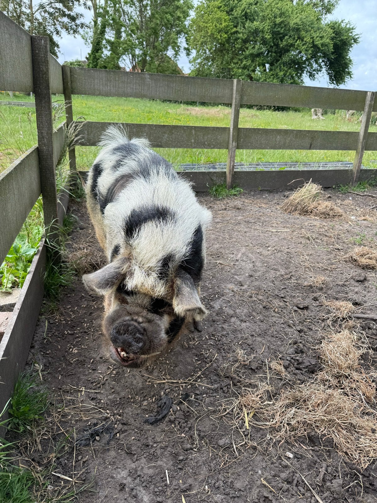Kune kune varkens UBN-7927409, Dieren en Toebehoren, Meerdere dieren, Varken