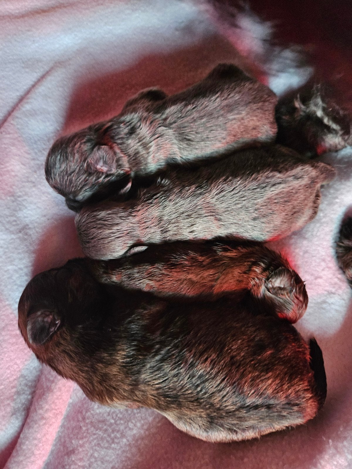 Shih Tzu, Overige rassen, 8 tot 15 weken, Meerdere dieren, Eén hond