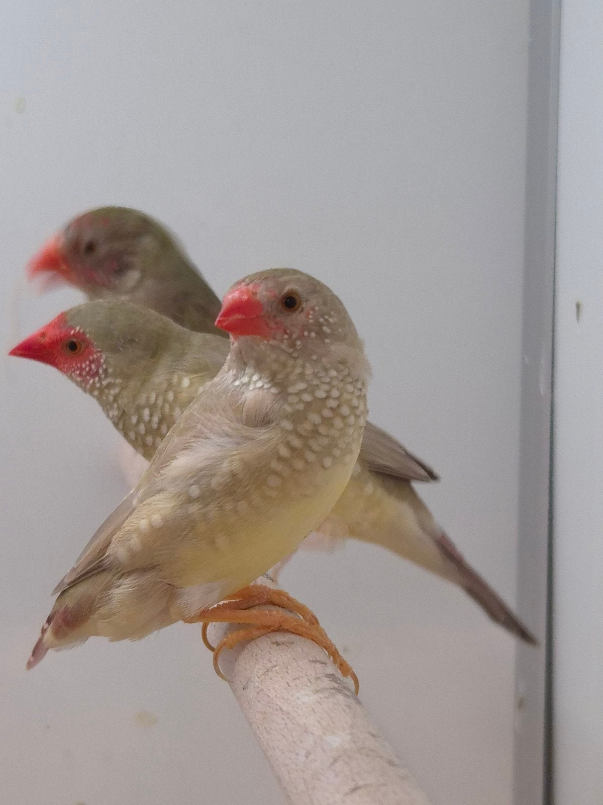 3-3 Binsen astrildes, Meerdere dieren, Tropenvogel, Geringd