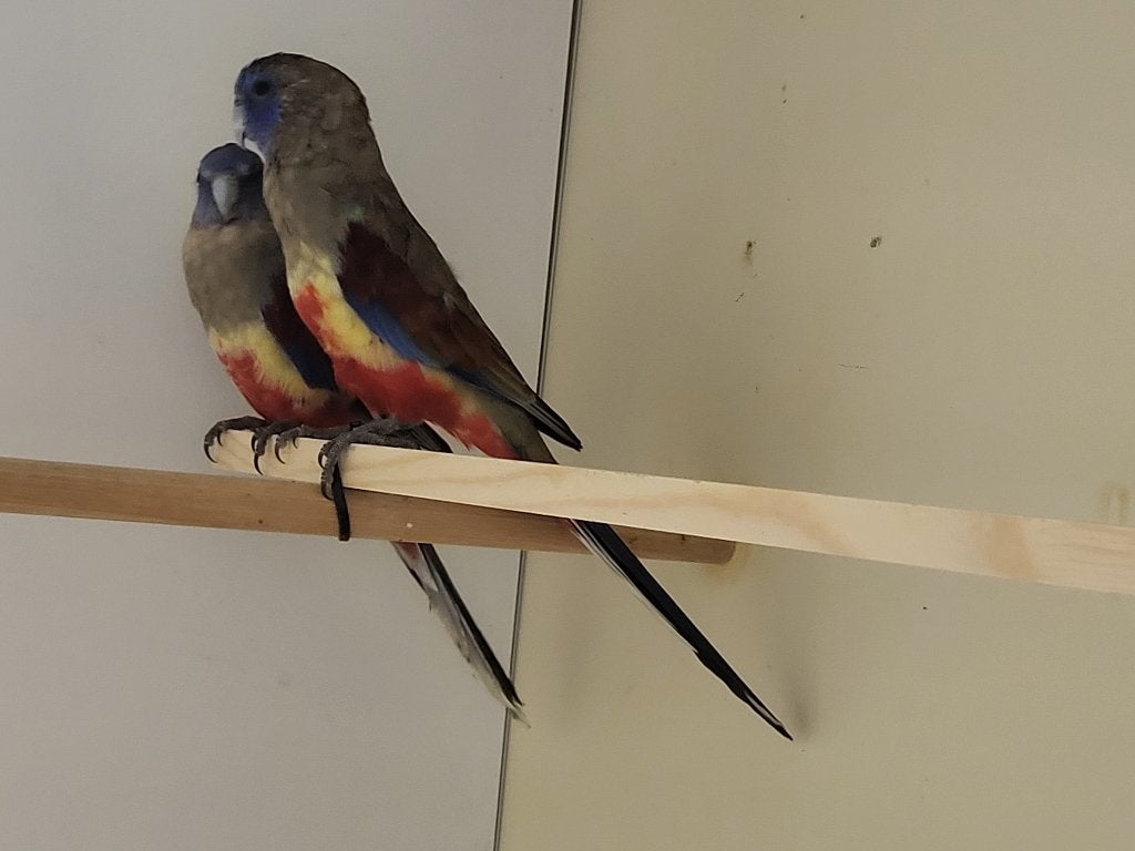 Red vented blue bonnet, Browns rosella, Stella lori, Mannelijk, Parkiet