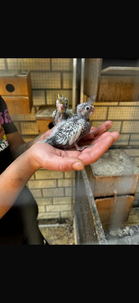 Handtamme jonge valkparkiet, Dieren en Toebehoren, Vogels | Parkieten en Papegaaien, Geslacht onbekend, Parkiet, Tam