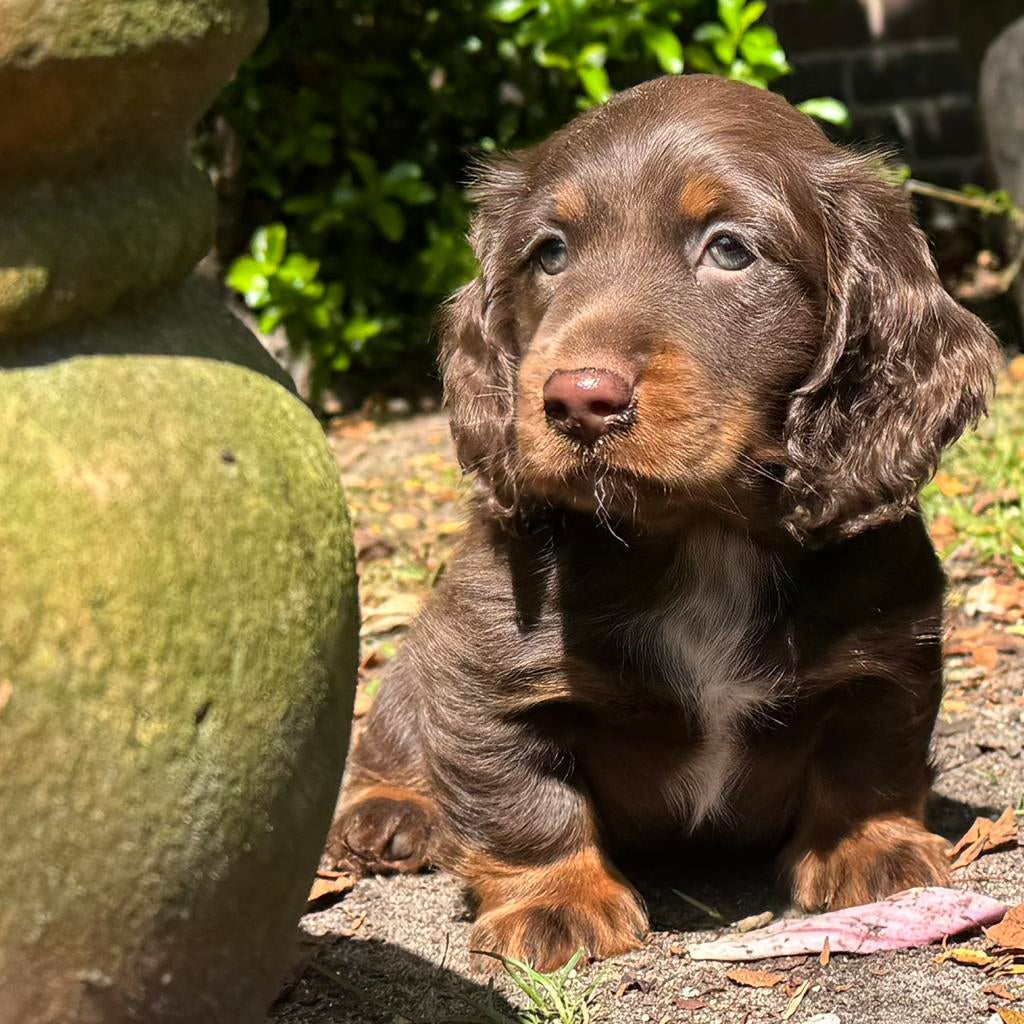langhaar  teckel pup choco tan reu 1750€, Dieren en Toebehoren, Honden | Teckels en Dashonden, Nederland, Parvo, 8 tot 15 weken