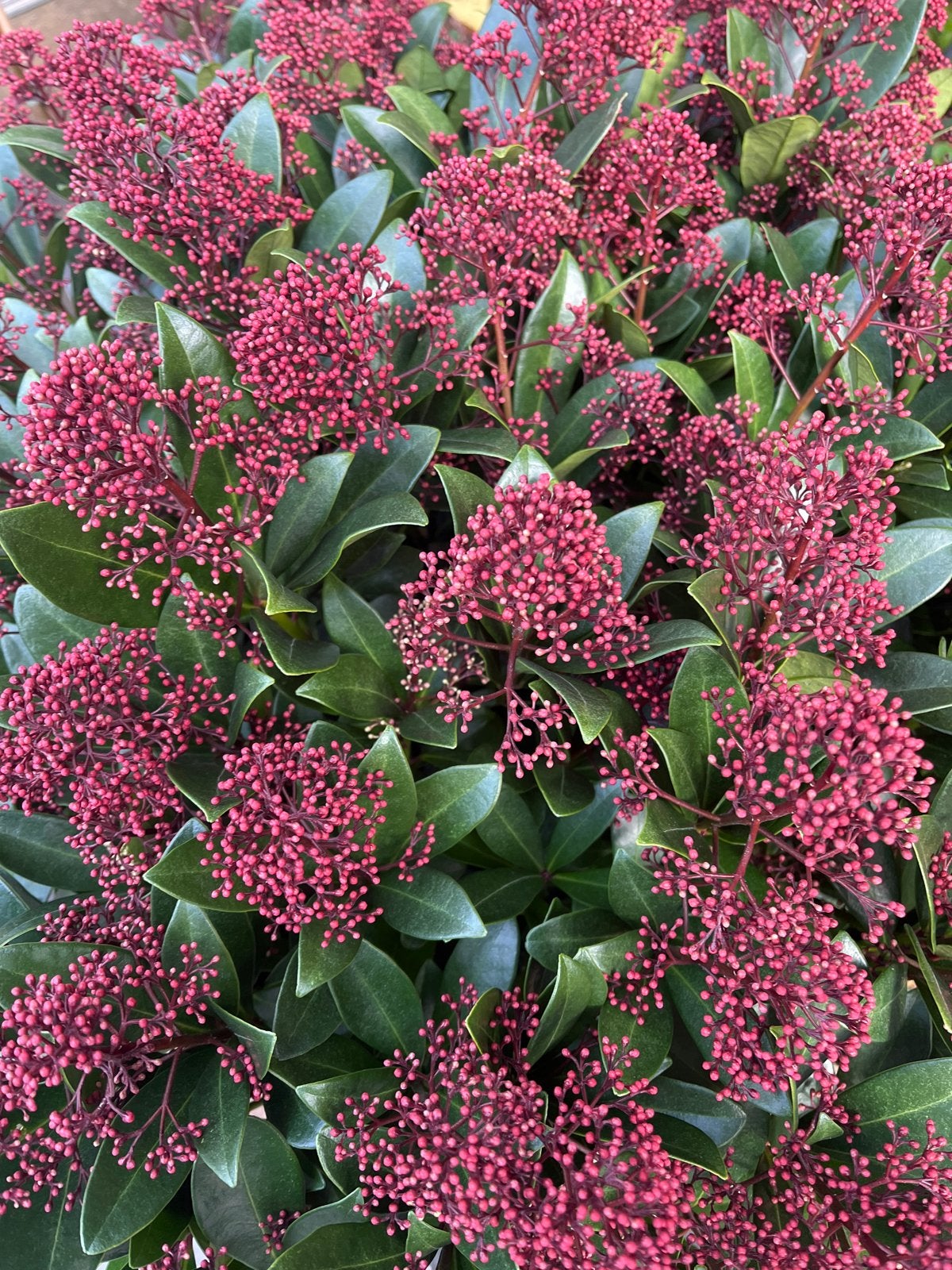 Skimmia japonica 'Rubella' - Winterharde Sierheester, Overige soorten, Vaste plant, Ophalen of Verzenden, Halfschaduw