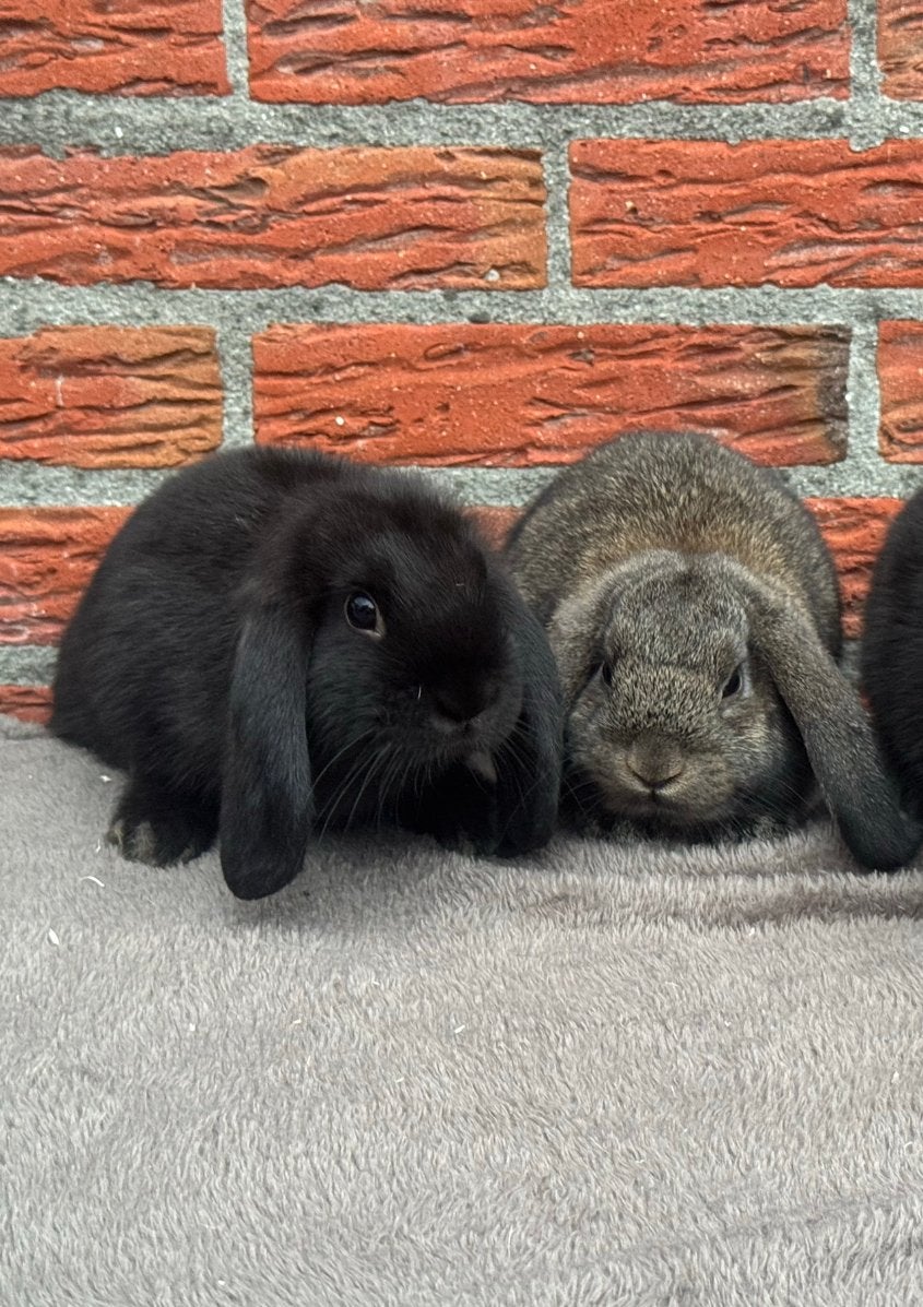 Nederlandse hangoor dwerg, Dieren en Toebehoren, Konijnen, Meerdere dieren